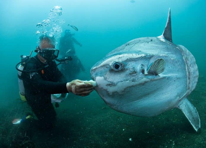 Peixe-lua é o peixe ósseo mais pesado