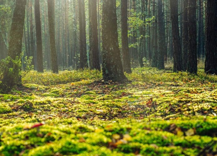 Uma floresta, para ilustrar a ideia de uma redoma florestal em Marte