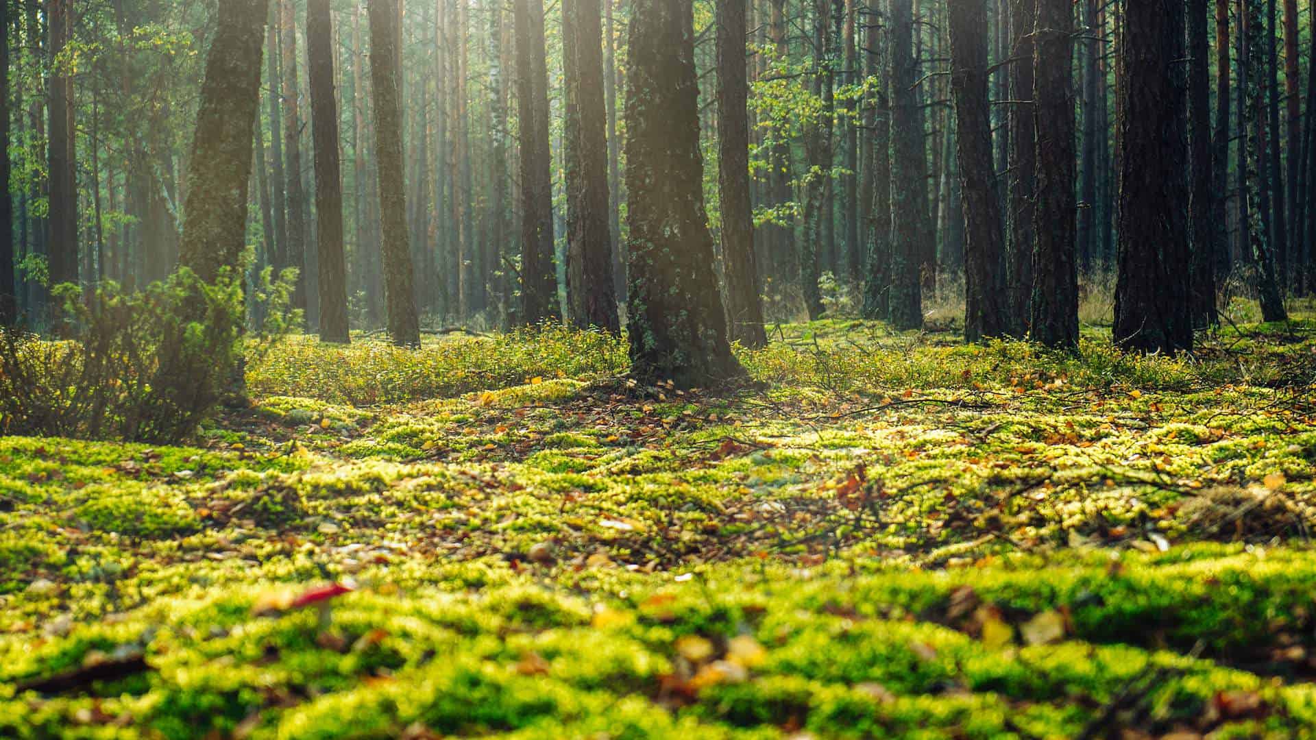 Uma floresta, para ilustrar a ideia de uma redoma florestal em Marte