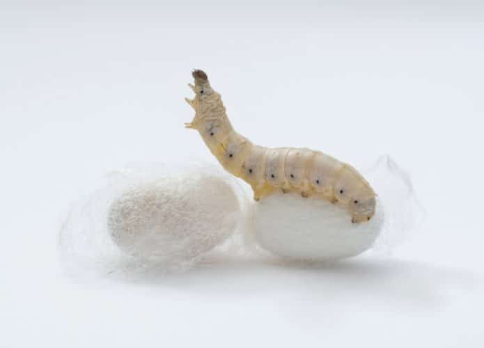 shutterstock_1991337023-695x500