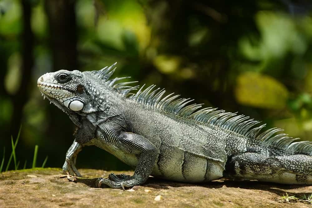 iguana verde