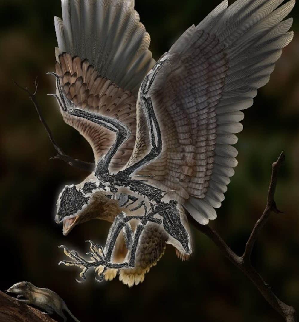 AncientFossilBirdImpression-1000x1080