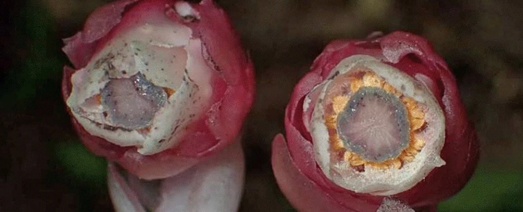 M. kirishimense [Imagem: Suetsugu et al., J Plant Res, 2022]