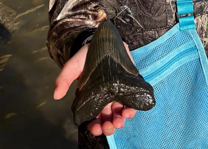 dente-megalodonte-695x500