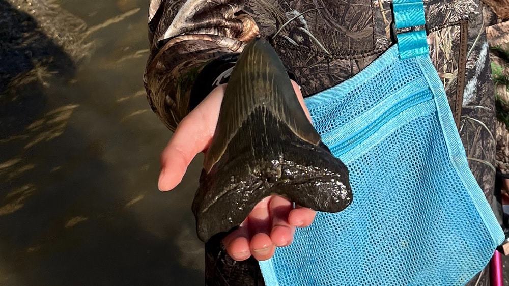 dente-megalodonte