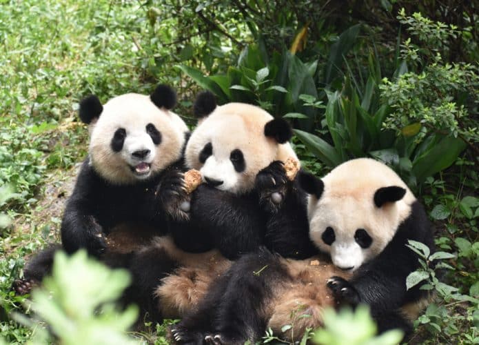 panda-china-imagem