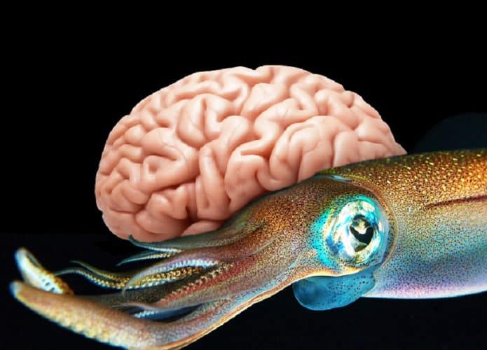 lula-cerebro-humano-695x500