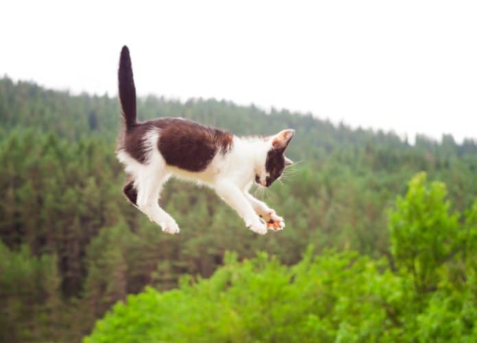 shutterstock_1133026649-695x500