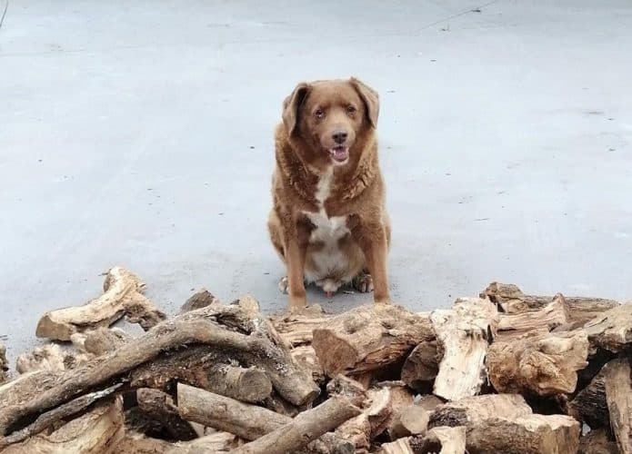 Bobi, o cachorro mais velho do mundo