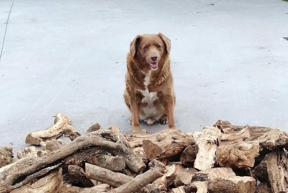 Bobi, o cachorro mais velho do mundo