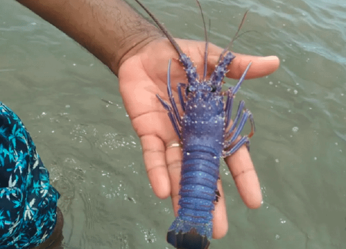 lagosta azul no Brasil