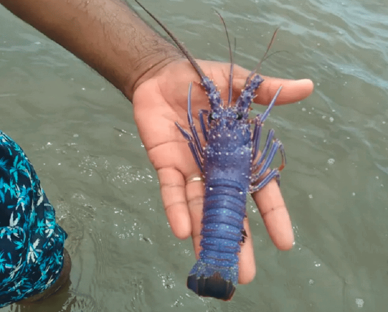 lagosta azul no Brasil