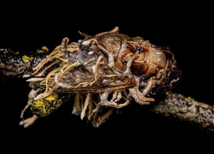 Mosca adulta morta por um fungo do gênero Ophiocordyceps
