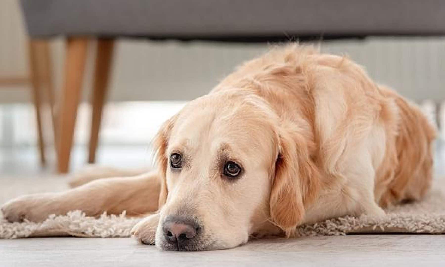 VetPain mede dor dos animais