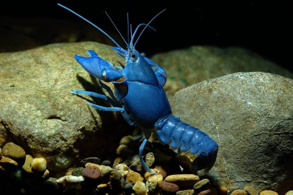 Lagosta azul