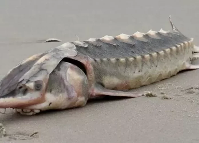 Peixe Esturjão do Atlântico