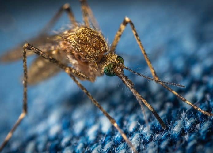 Mosquito visto bem de perto dando uma picada