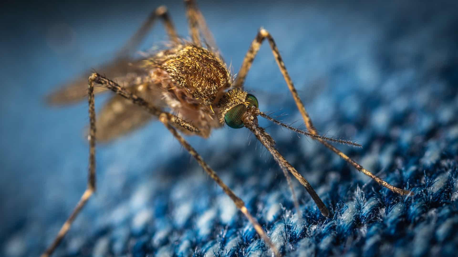 Pele falsa é criada para ajudar nos estudos sobre picadas de mosquito