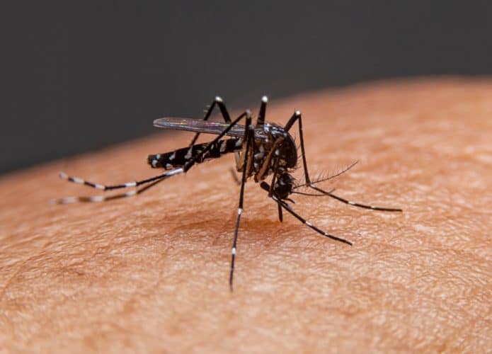 Google lança plataforma que prevê a chegada de mosquitos em regiões do Brasil