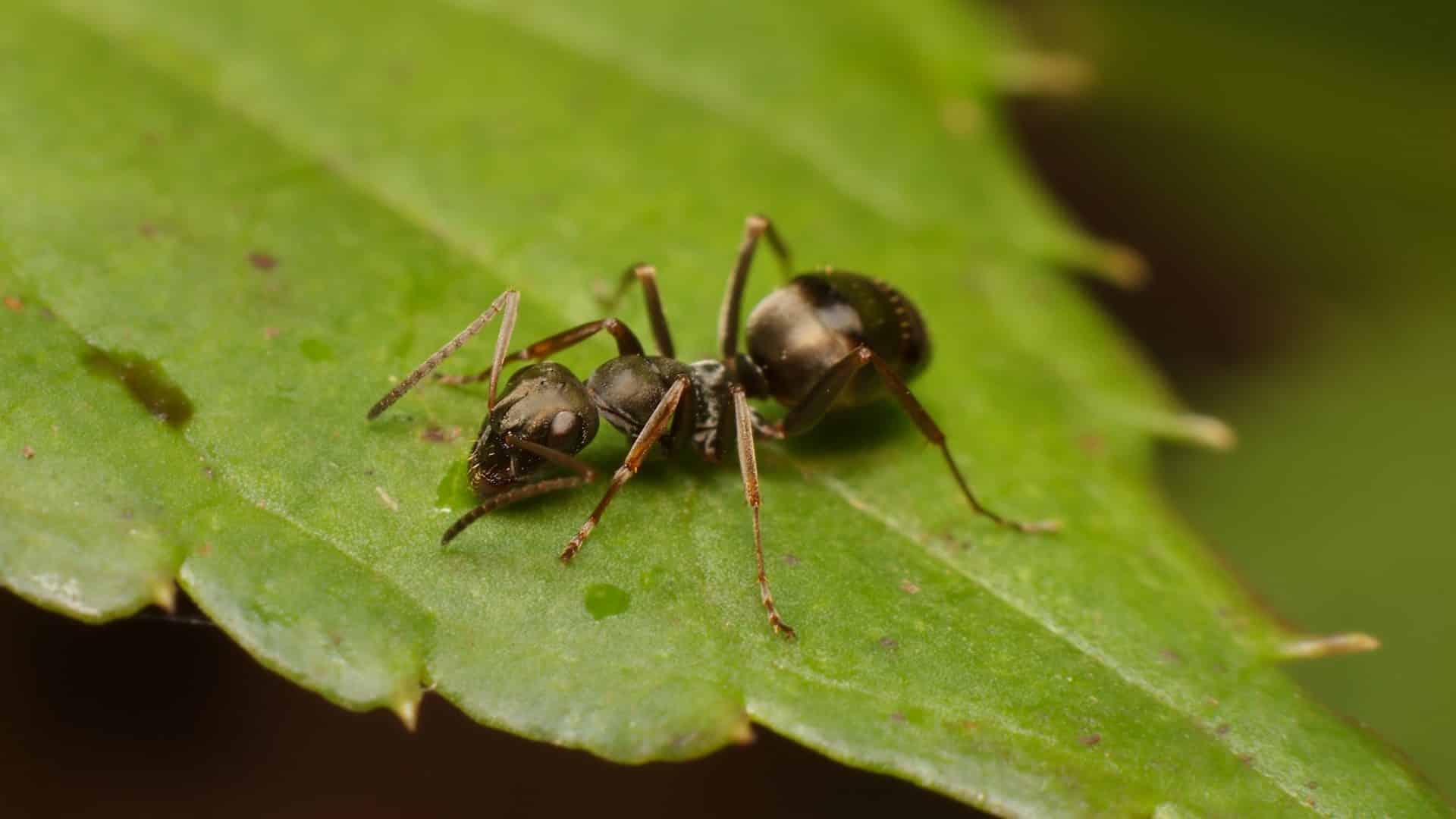 Formigas podem farejar o câncer pela urina
