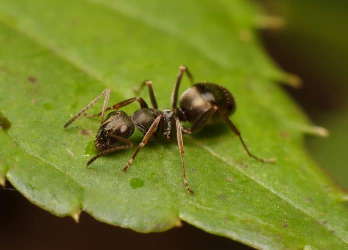 Formigas podem farejar o câncer pela urina