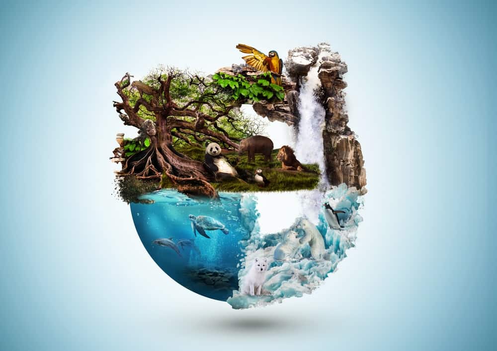vida-na-terra