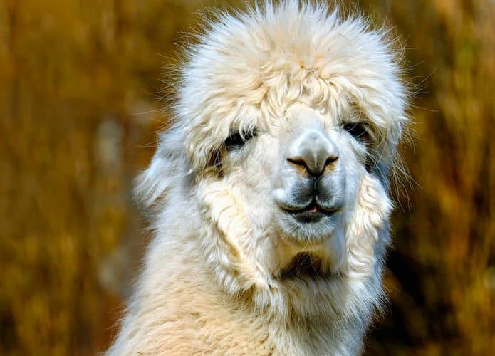 Rosto de uma alpaca
