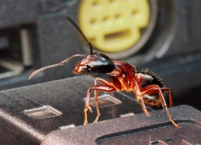 Formiga na ponta de um cabo USB