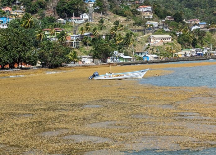 Proliferação de algas sargassum em Tobago (Credito: Farahnaz Nissa / Reprodução Twitter)