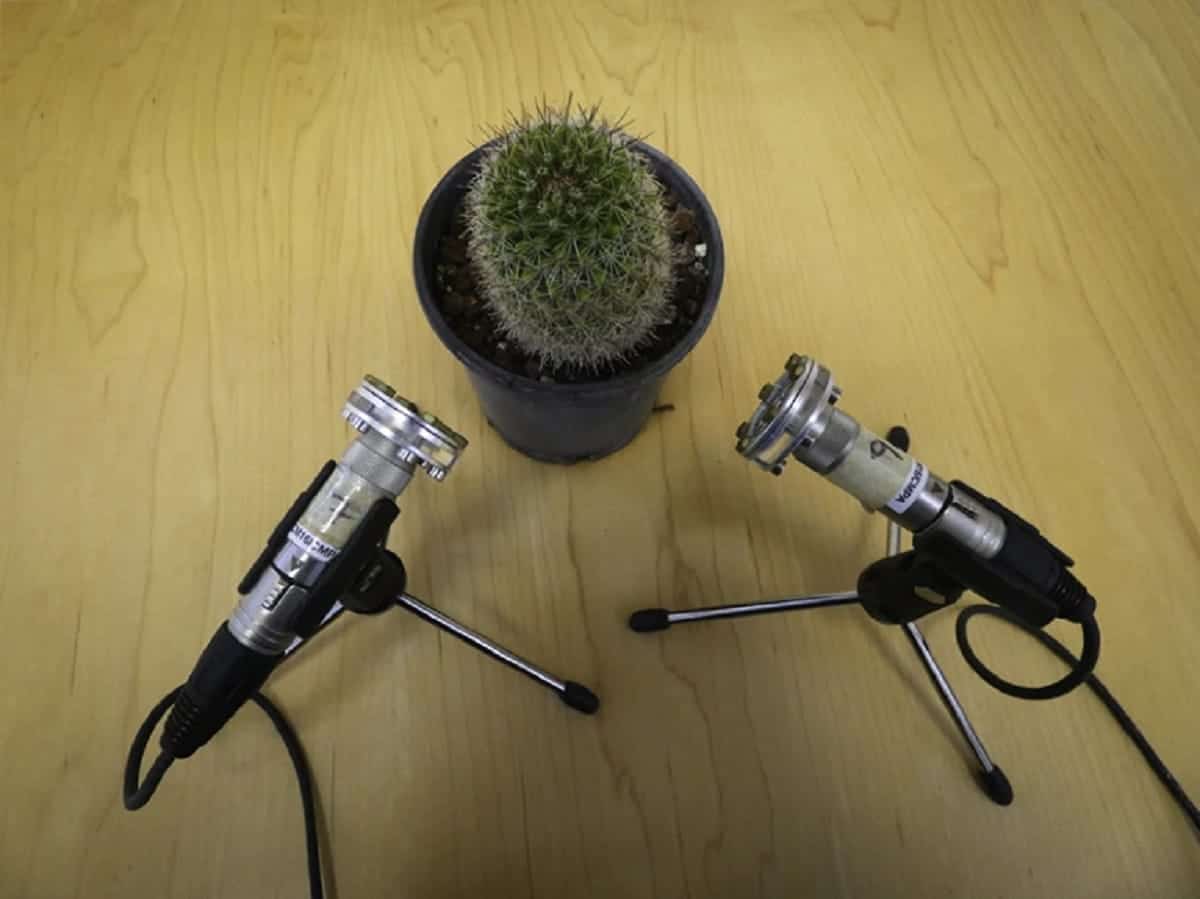 Plantas "choram" sob estresse - e podem ser ouvidas por alguns animais