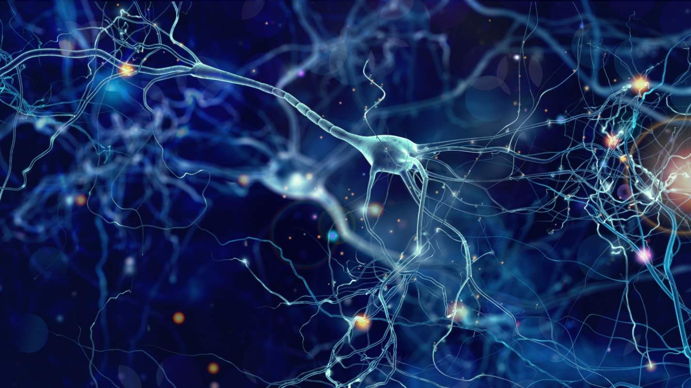 Cientistas criam mapa detalhando pela primeira vez as conexões cerebrais de um inseto