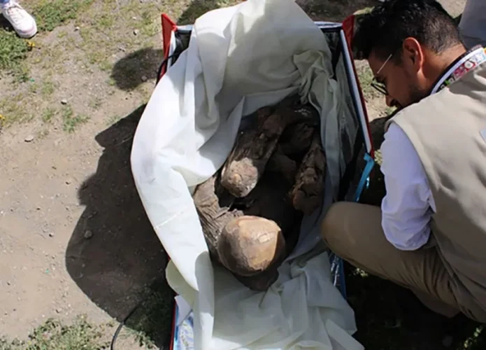 Múmia encontrada no Peru dentro de bolsa térmica (Credito: Ministério da Cultura do Peru)