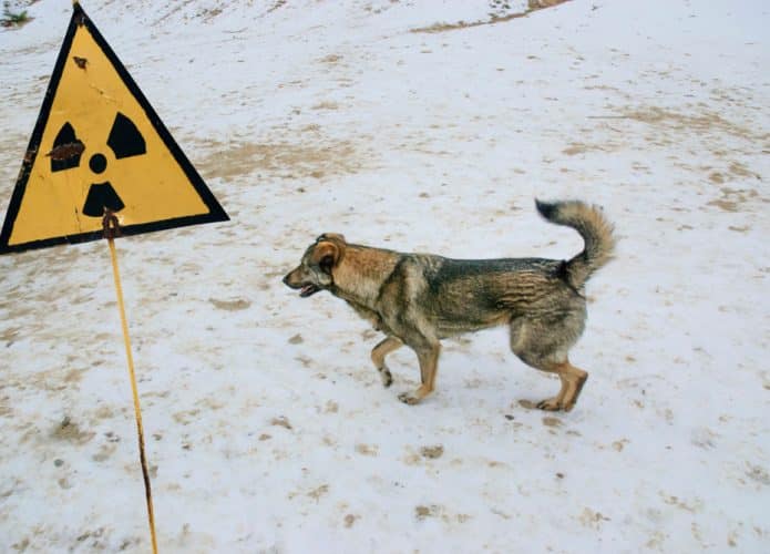 Cachorro na zona radioativa de Chernobyl (Credito: viktor95/ Shutterstock)