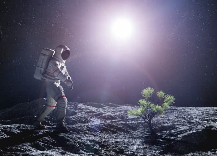 lua plantação