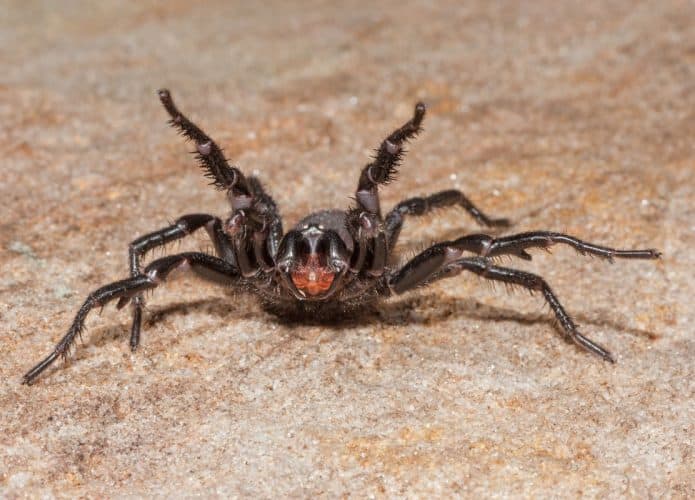 Aranha-teia-de-funil