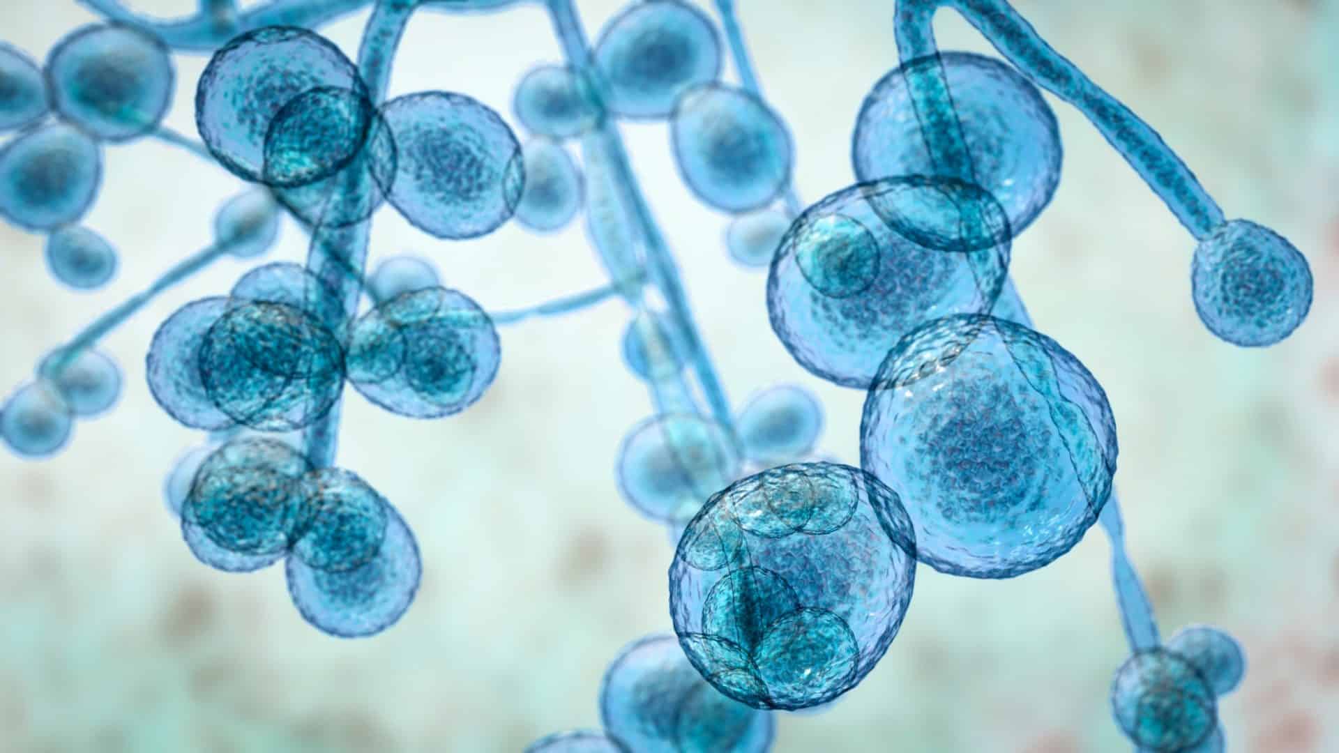 Fungos Candida multirresistente em ilustração 3D; Candida albicans; C. auris