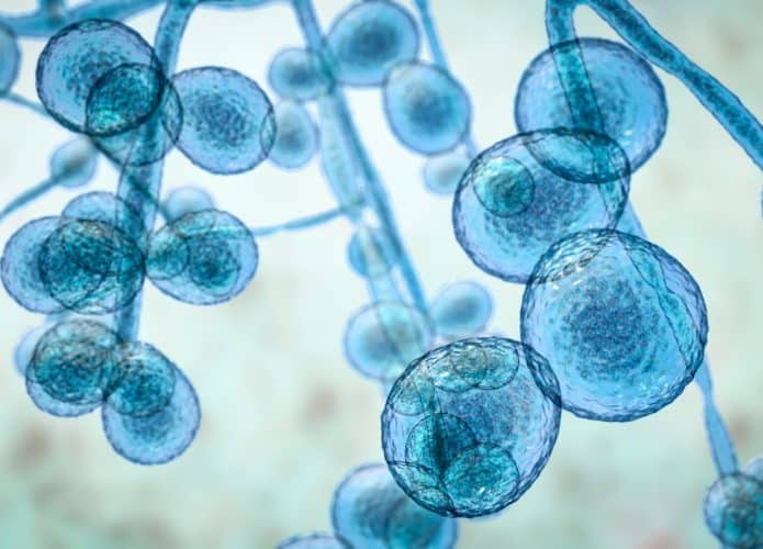 Fungos Candida multirresistente em ilustração 3D; Candida albicans; C. auris