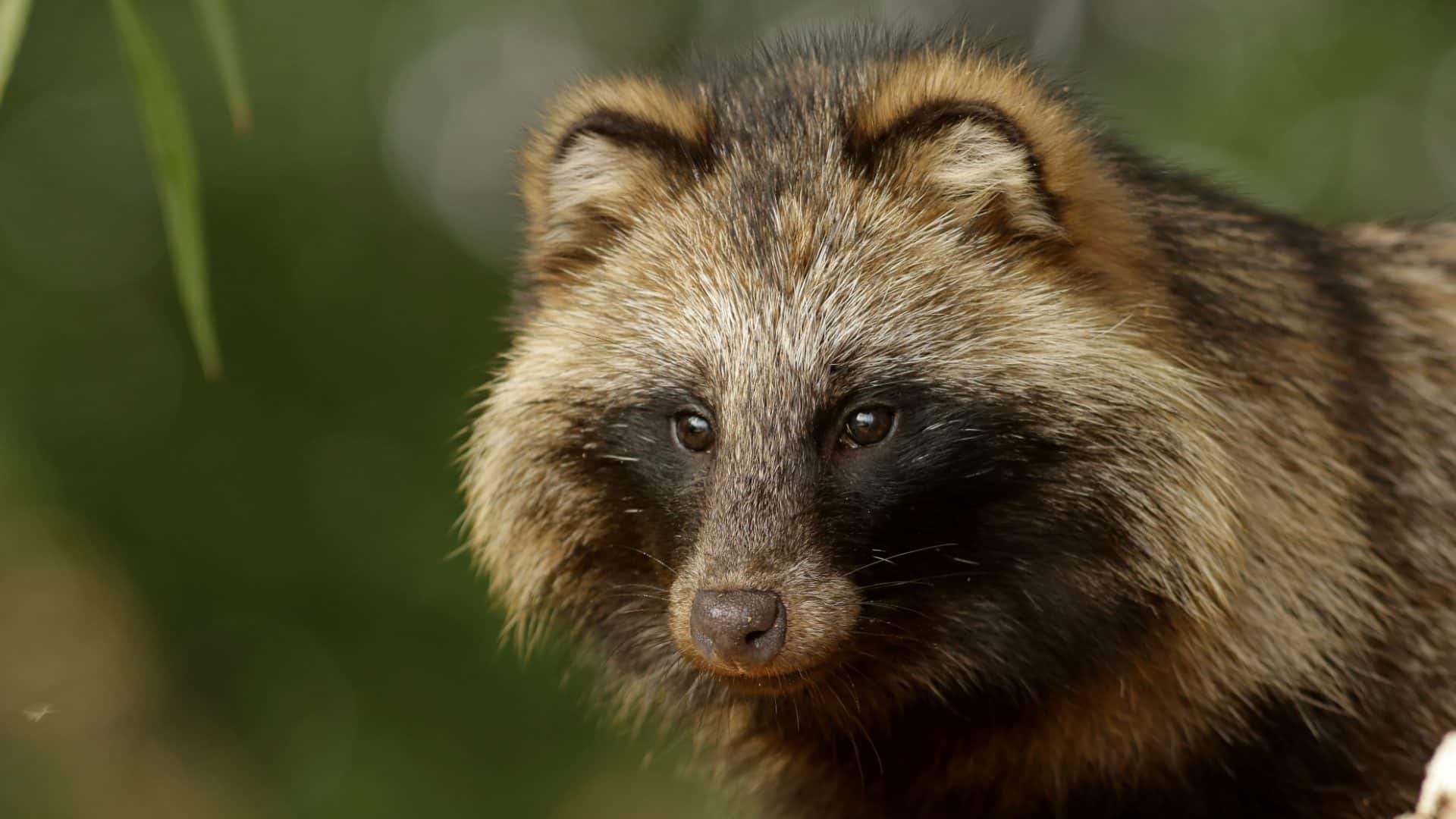 Cães-guaxinim são animais parecidos com raposas. Seu rosto é bem-parecido o dos guaxinins.