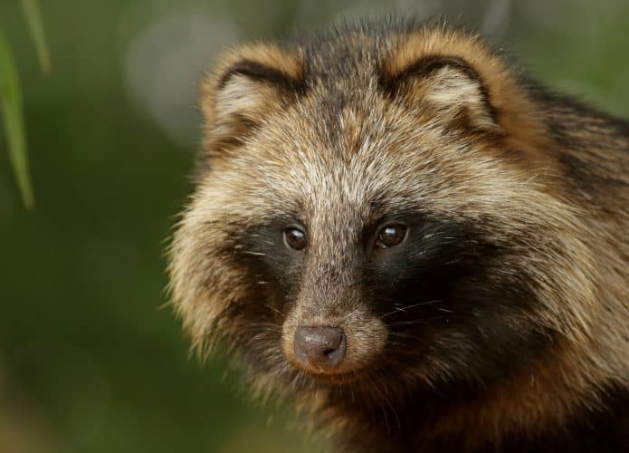 Cães-guaxinim são animais parecidos com raposas. Seu rosto é bem-parecido o dos guaxinins.