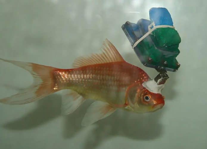 25tb-cyberfish-bzcm-jumbo-695x500