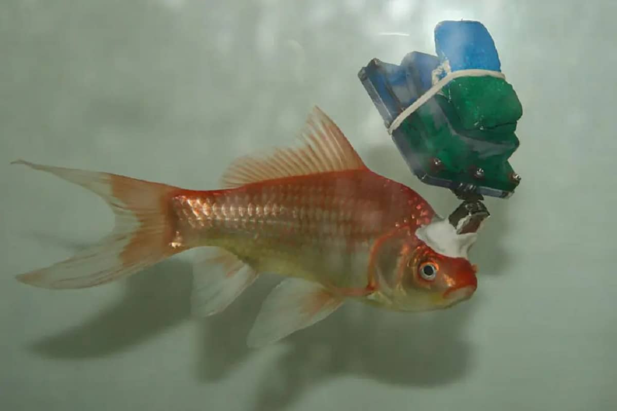 Cientistas "transformam" peixes em ciborgues; entenda