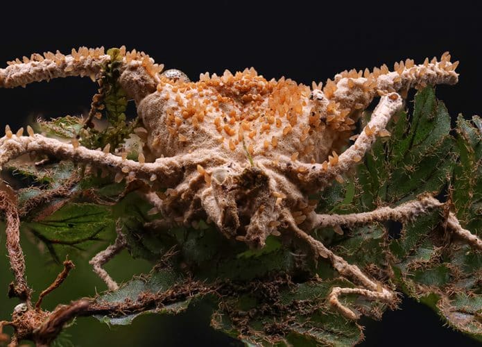 Aranha infectada por fungo estilo The Last of Us