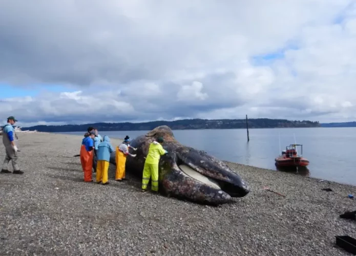 Baleia cinzenta encontrada morta (Credito: Coletivo de Pesquisa Cascadia)