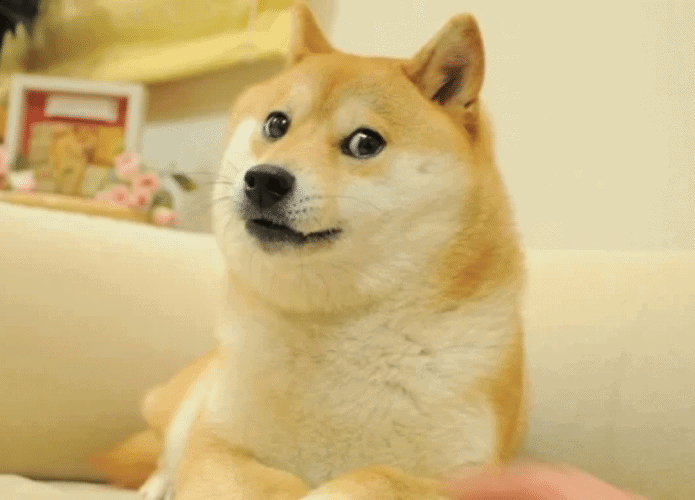 Meme doge