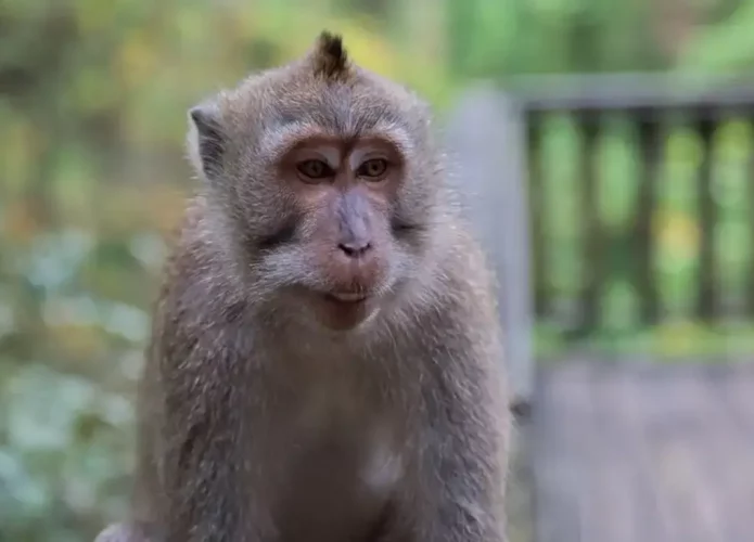 Macaco cynomolgus (Credito: Shutterstock/ mobrafotografie)