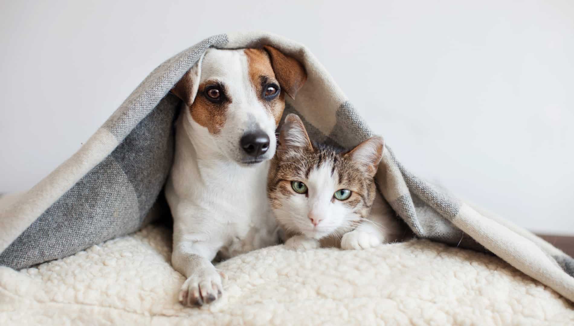Cão e gato juntos