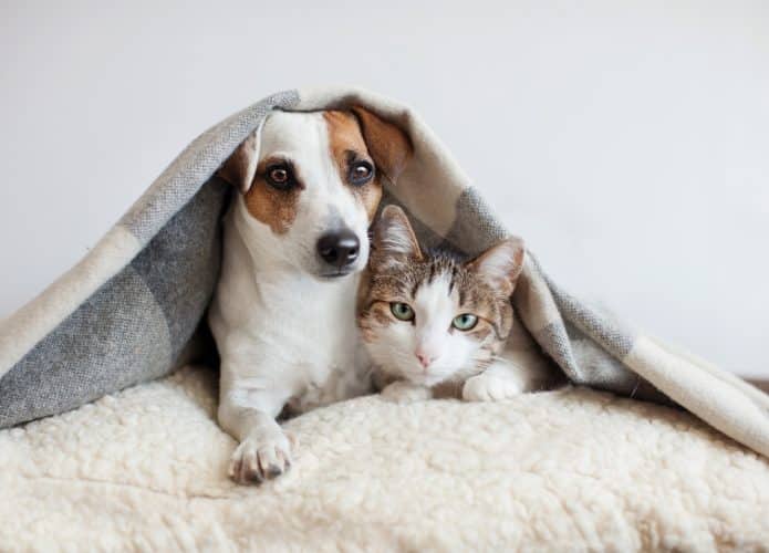 Cão e gato juntos