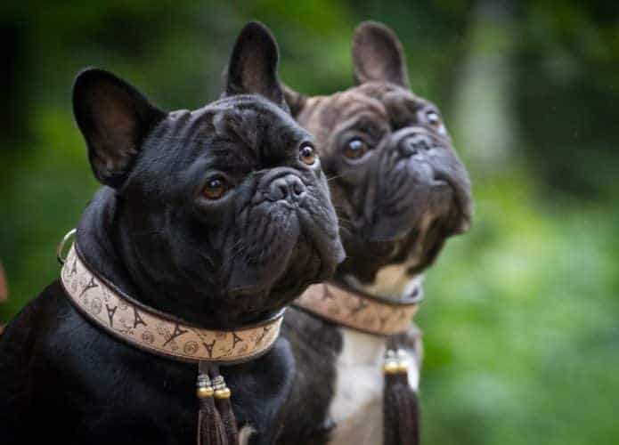 O cachorro de focinho achatado encontrado na Turqui se parece com um buldogue francês (Credito: katamount/ Shutterstock)