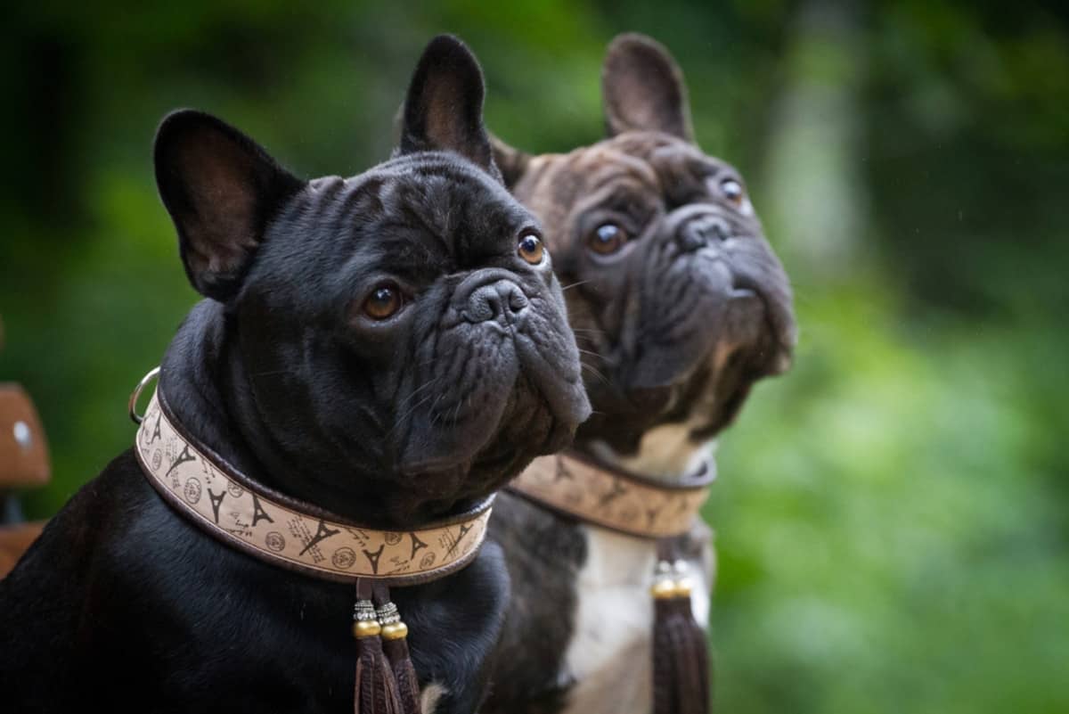 O cachorro de focinho achatado encontrado na Turqui se parece com um buldogue francês (Credito: katamount/ Shutterstock)