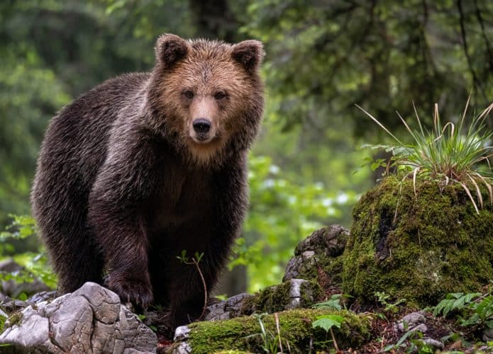 Urso Pardo (Credito: Gianmarco Cicuzza/ Shutterstock)